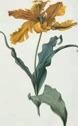 Tulpan, ca 1675